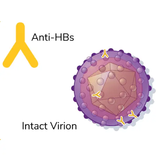 Hepatitis B Profile